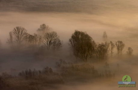 Trees in the morning mist