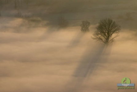 Trees in the morning mist