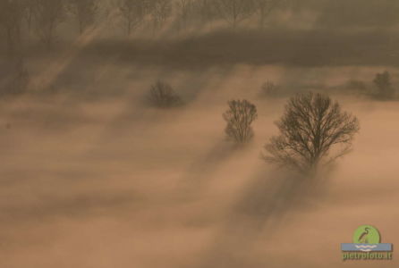 Trees in the morning mist