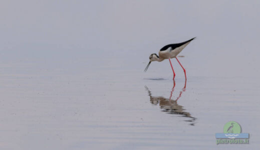 Black winged stilt