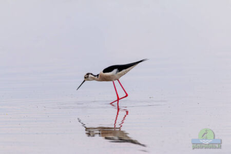 Black winged stilt