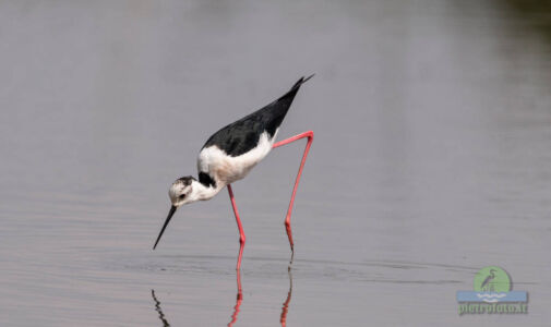 Black winged stilt