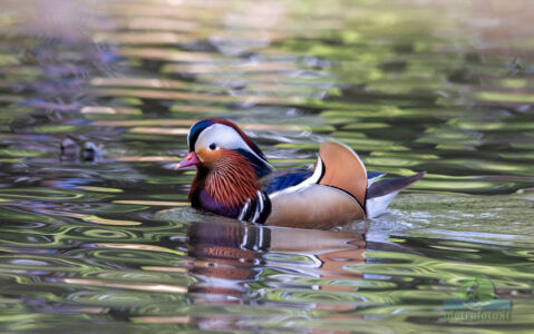 Mandarin duck