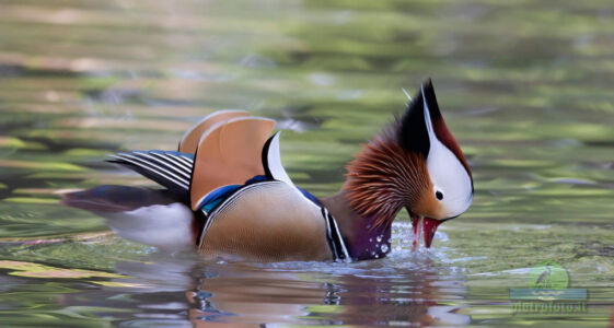 Mandarin duck