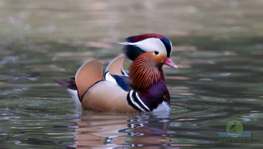 Mandarin duck