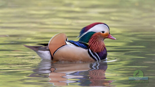 Mandarin duck