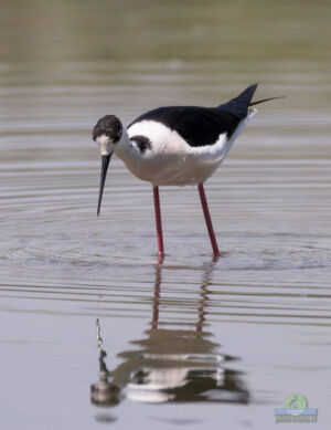 Black winged stilt