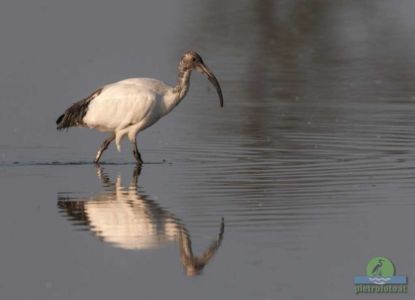 African sacred ibis