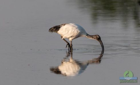 African sacred ibis