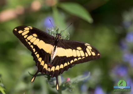 papilio thoas