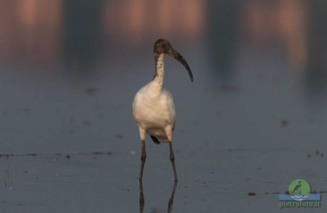 African sacred ibis