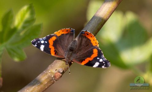 Red admiral