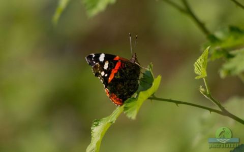 Red admiral