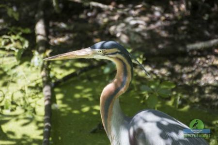 Purple heron