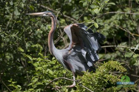 Purple heron