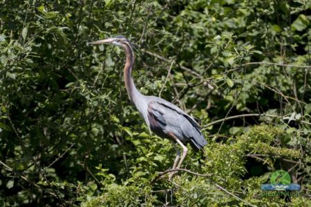 Purple heron