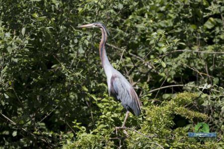 Purple heron