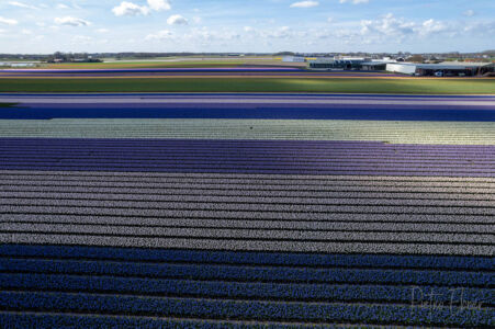 Tulip fields from drone