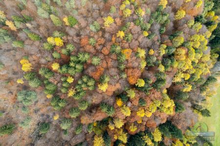 Autumn trees from drone