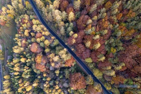 Autumn trees from drone