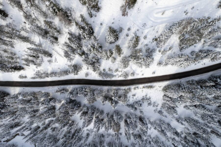 alberi dall alto sulla neve