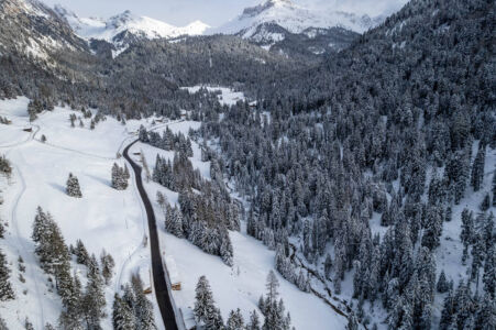 alberi dall alto sulla neve