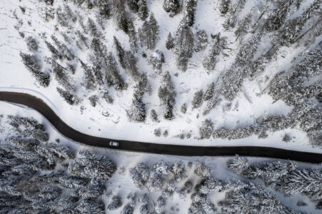 alberi dall alto sulla neve