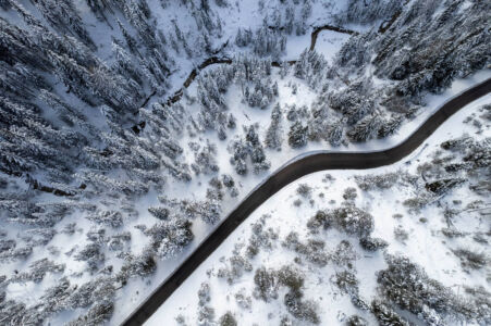 alberi dall alto sulla neve