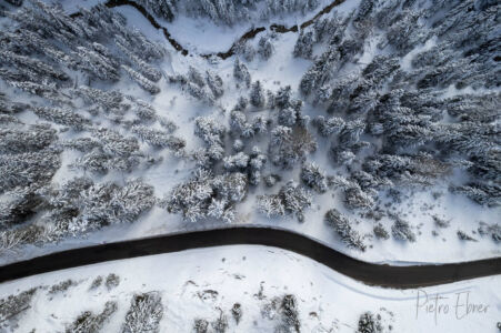 alberi dall alto sulla neve