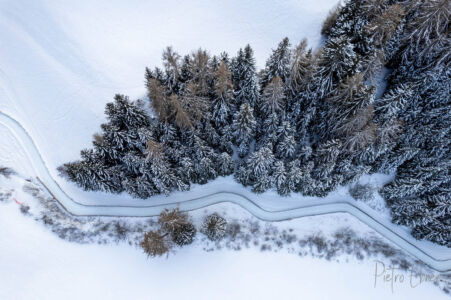 alberi dall alto sulla neve