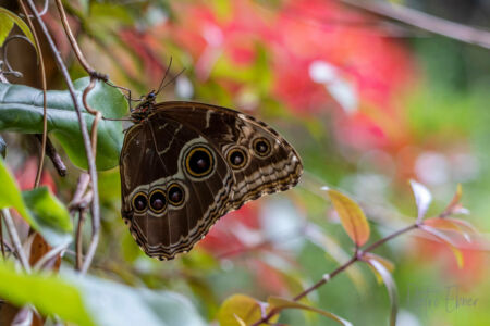 Blue morpho butterfly