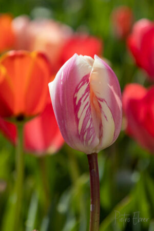 Netherlands tulips