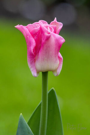 Netherlands tulips
