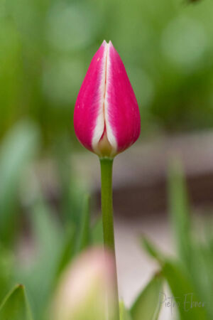 Netherlands tulips