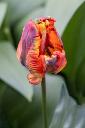 Netherlands tulips