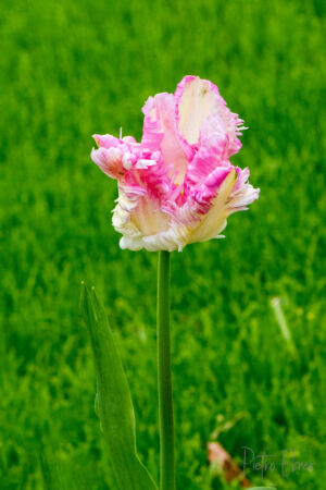 Netherlands tulips