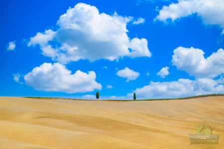 Due cipressi in Val D Orcia