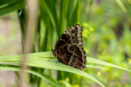 Blue morpho butterfly