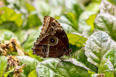 Blue morpho butterfly