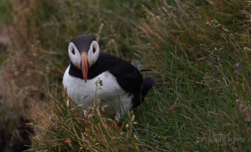 Puffin