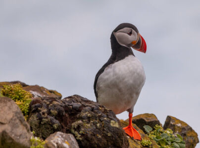 Puffin