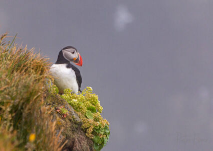 Puffin