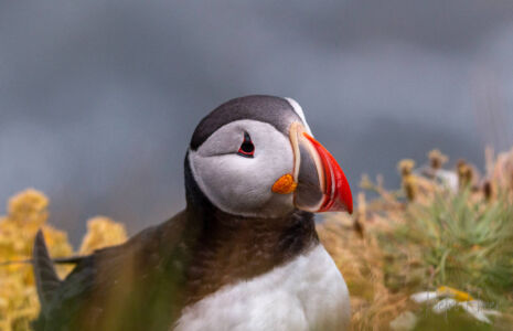 Puffin