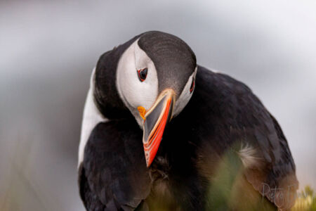 Puffin