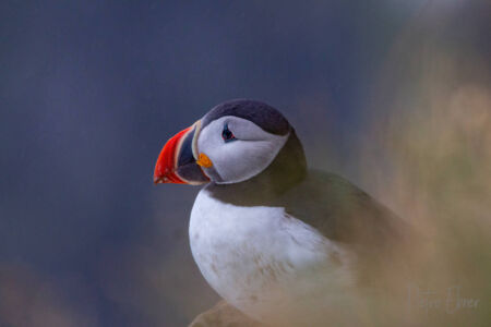 A Puffin in Iceland