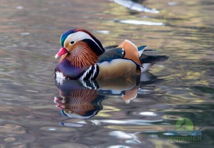 Mandarin duck