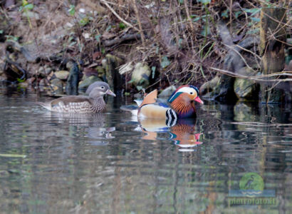 Mandarin duck