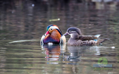 Mandarin duck