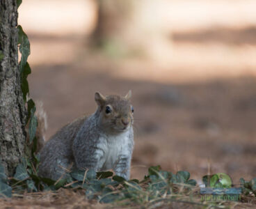 Squirrel