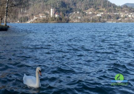 Lago di Bled in Slovenia